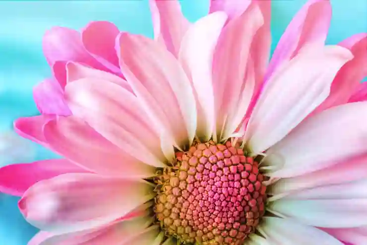 신생아특례전세자금대출: 금리와 한도 알아보기