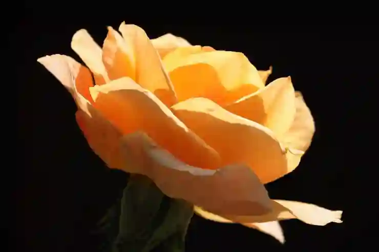 노인을 위한 다양한 일자리 신청 방법 살펴보기