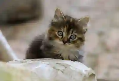 카카오뱅크 알림 설정 방법 : 입출금 및 체크카드 결제 알림