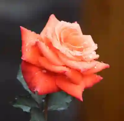 구글 드라이브 다운로드 오류 해결 방법: 타사 쿠키 허용 설정