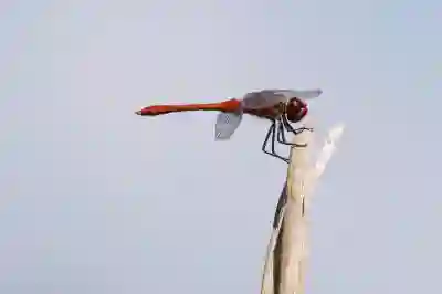 갤럭시 방해금지모드 자세한 설정 방법