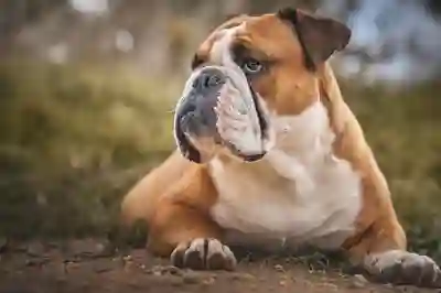 맥북 OS 영어 버전을 한국어로 변경하는 방법 알아보자