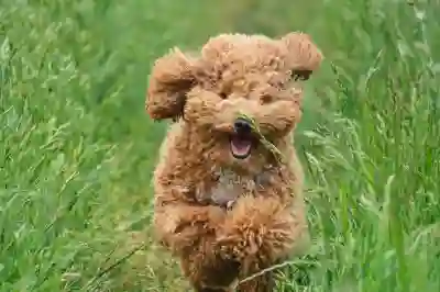 주아체 활용법 알아보기