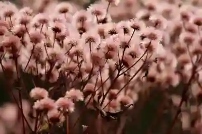 굴의 효능과 정력 증진 효과 알아보자